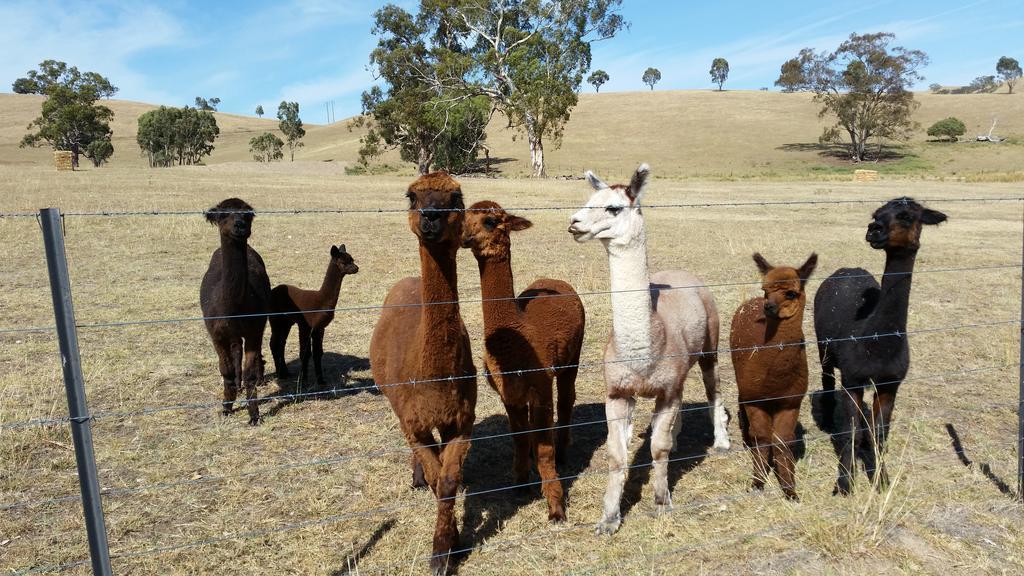 Hillview Farmstay Gundagai Εξωτερικό φωτογραφία