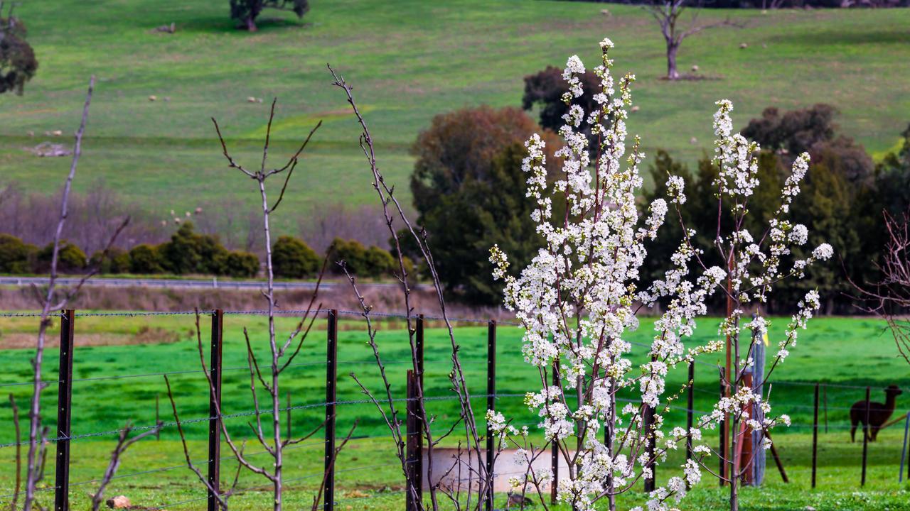 Hillview Farmstay Gundagai Εξωτερικό φωτογραφία