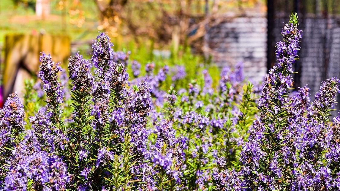 Hillview Farmstay Gundagai Εξωτερικό φωτογραφία