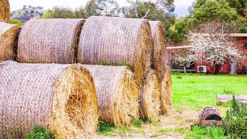 Hillview Farmstay Gundagai Εξωτερικό φωτογραφία