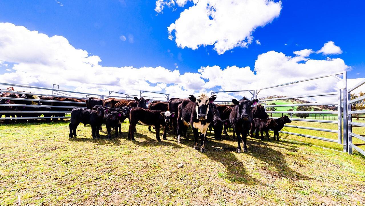 Hillview Farmstay Gundagai Εξωτερικό φωτογραφία